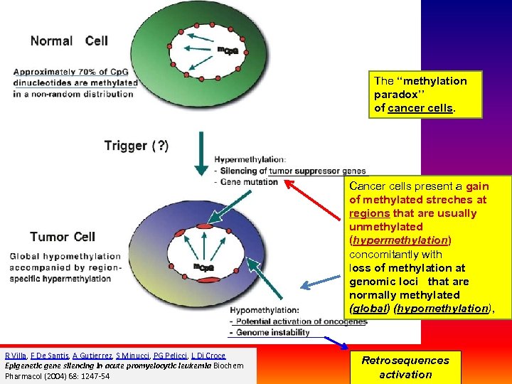 The ‘‘methylation paradox’’ of cancer cells. Cancer cells present a gain of methylated streches