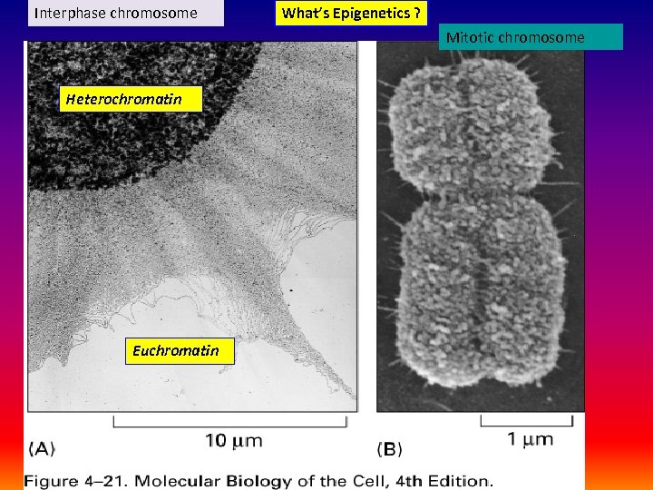 Interphase chromosome What’s Epigenetics ? Mitotic chromosome Heterochromatin Euchromatin 