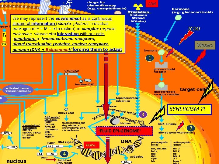 CEM We may represent the environment as a continuous stream of information (simple: photons: