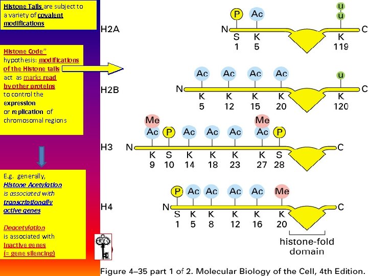 Histone Tails are subject to a variety of covalent modifications Histone Code” hypothesis: modifications
