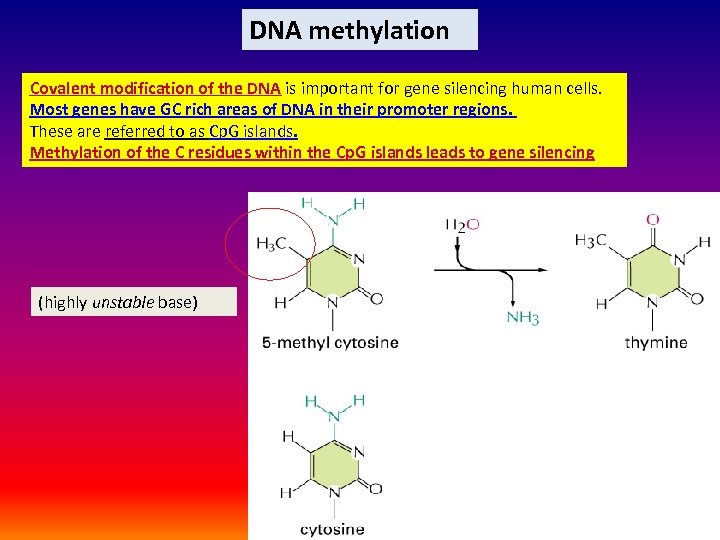 DNA methylation Covalent modification of the DNA is important for gene silencing human cells.