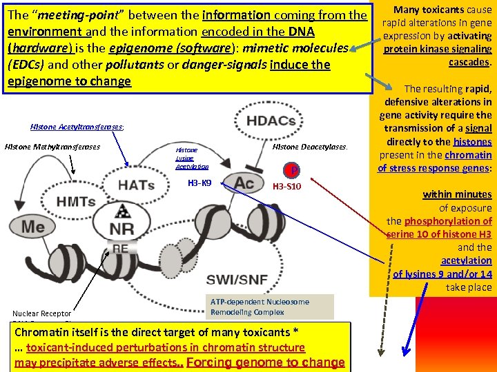 The “meeting-point” between the information coming from the environment and the information encoded in