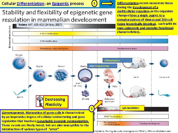 Cellular Differentiation: an Epigentic process Differentiation occurs numerous times during the development of a