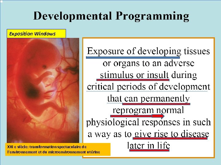 Exposition Windows XXI e siècle: transformation spectaculaire de l'environnement et du microenvironnement utérine 