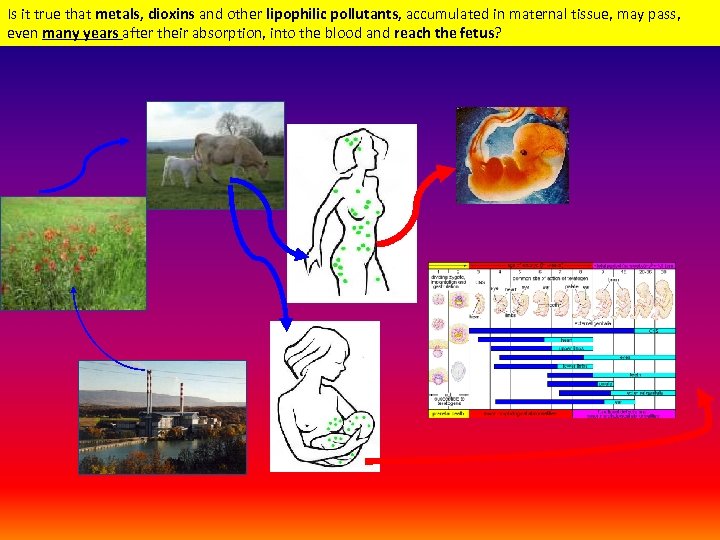 Is it true that metals, dioxins and other lipophilic pollutants, accumulated in maternal tissue,