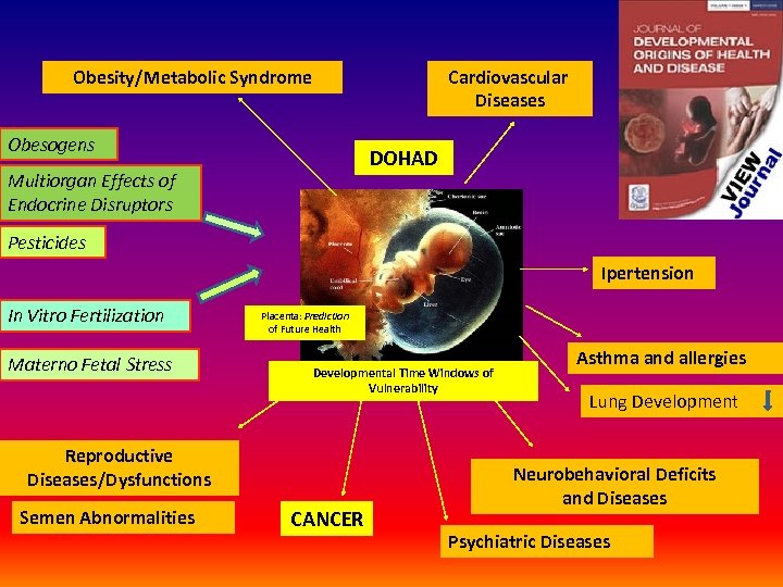 Obesity/Metabolic Syndrome Cardiovascular Diseases Obesogens DOHAD Multiorgan Effects of Endocrine Disruptors Pesticides Ipertension In