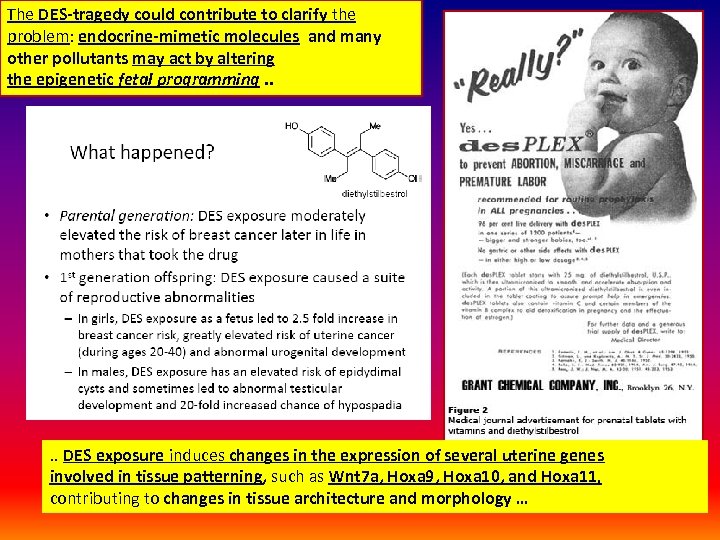 The DES-tragedy could contribute to clarify the problem: endocrine-mimetic molecules and many other pollutants