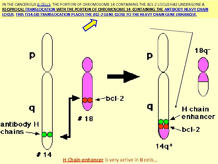 IN THE CANCEROUS B CELLS, THE PORTION OF CHROMOSOME 18 CONTAINING THE BCL-2 LOCUS