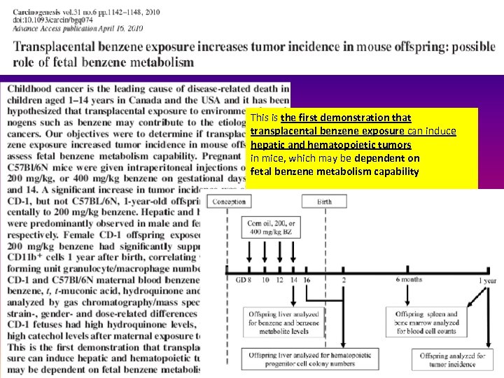 This is the first demonstration that transplacental benzene exposure can induce hepatic and hematopoietic