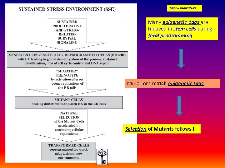 tags = marcature Many epigenetic tags are Induced in stem cells during fetal programming
