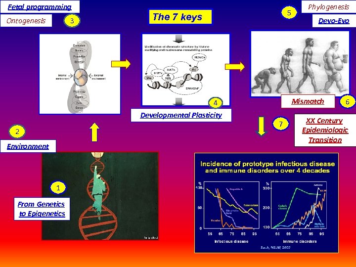 Fetal programming Ontogenesis 3 5 The 7 keys 2 Environment 1 From Genetics to
