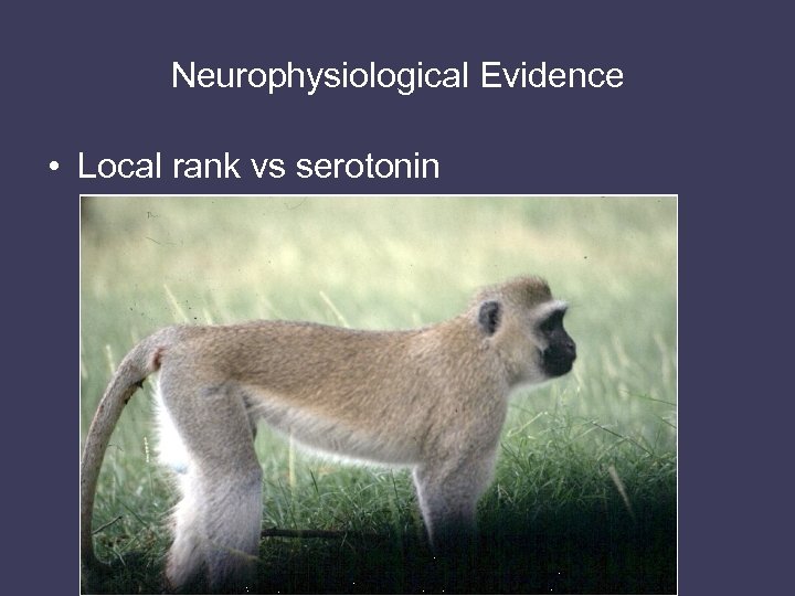 Neurophysiological Evidence • Local rank vs serotonin 