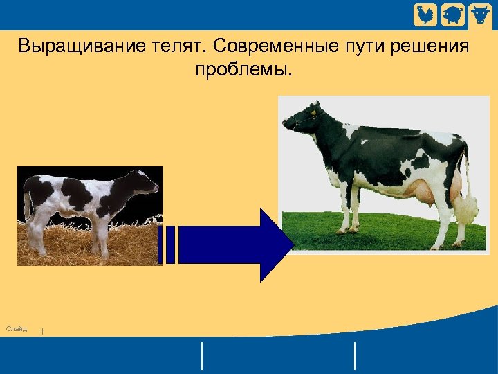 Выращивание телят. Современные пути решения проблемы. Слайд 1 