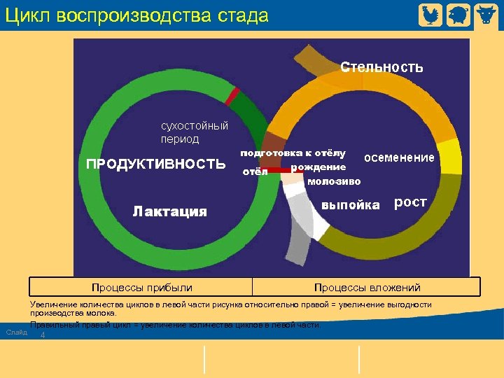 Увеличение цикла. Цикл воспроизводства. Годовой цикл воспроизводства коровы. Воспроизводство стада. Современный цикл воспроизводства.