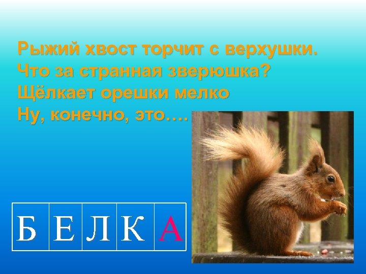 Рыжий хвост торчит с верхушки. Что за странная зверюшка? Щёлкает орешки мелко Ну, конечно,