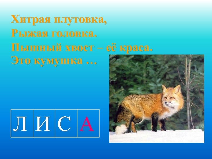 Хитрая плутовка, Рыжая головка. Пышный хвост – её краса. Это кумушка … ЛИСА 