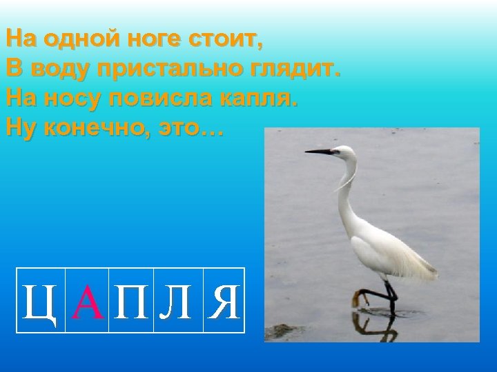На одной ноге стоит, В воду пристально глядит. На носу повисла капля. Ну конечно,