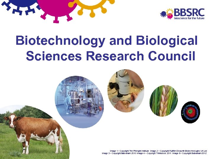 Biotechnology and Biological Sciences Research Council Image 1 – Copyright The Pirbright Institute Image