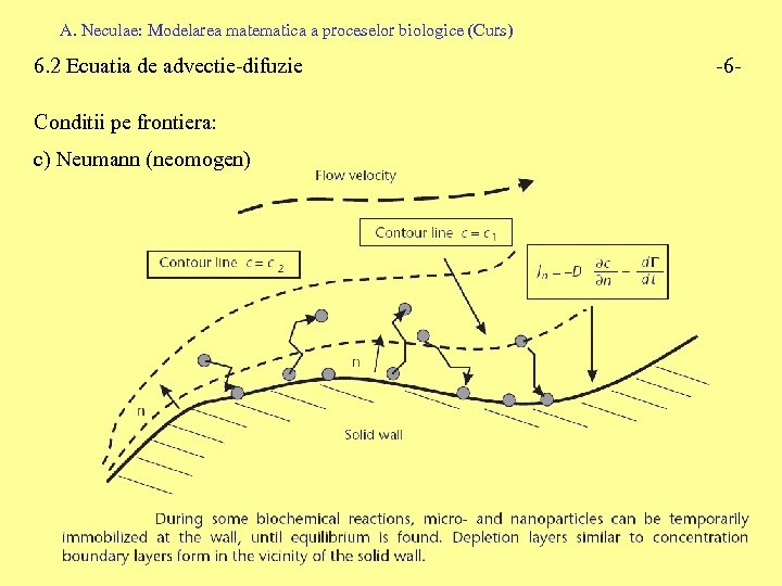 A. Neculae: Modelarea matematica a proceselor biologice (Curs) 6. 2 Ecuatia de advectie-difuzie Conditii