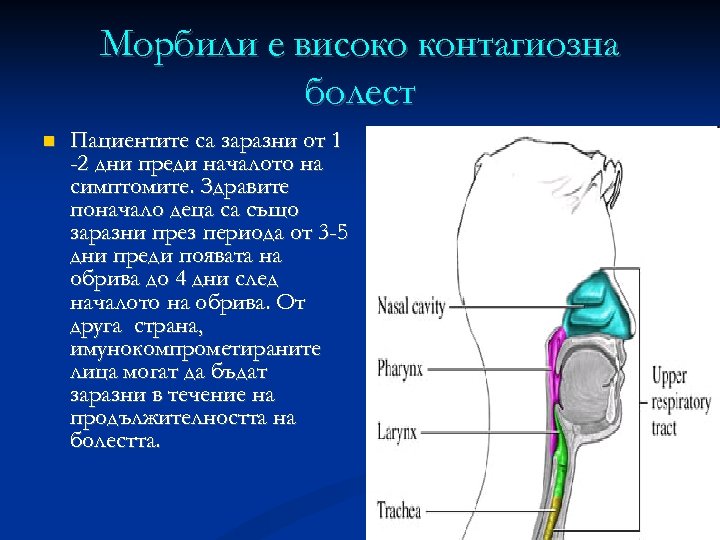 Mорбили е високо контагиозна болест Пациентите са заразни от 1 -2 дни преди началото