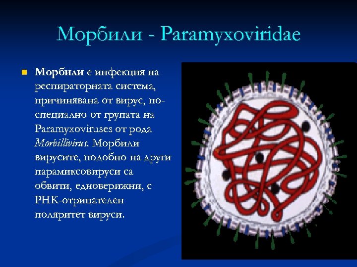 Mорбили - Parаmyxoviridae Mорбили е инфекция на респираторната система, причинявана от вирус, поспециално от