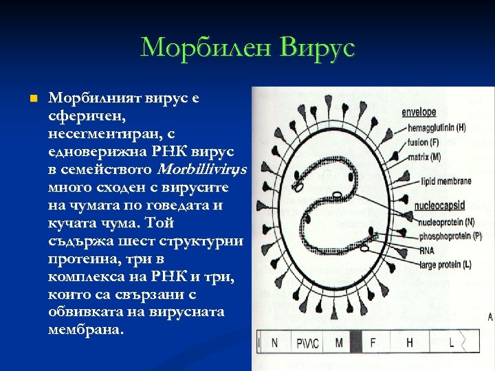 Mорбилен Вирус Морбилният вирус е сферичен, несегментиран, с едноверижна РНК вирус в семейството Morbillivirus