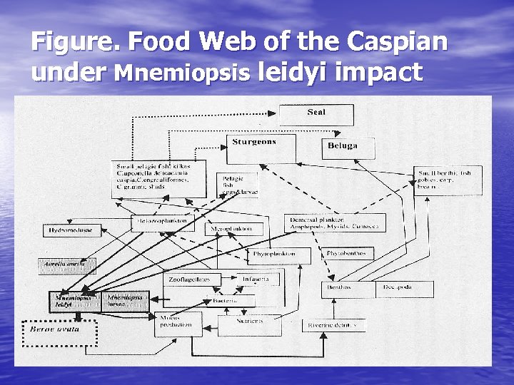 Figure. Food Web of the Caspian under Mnemiopsis leidyi impact 