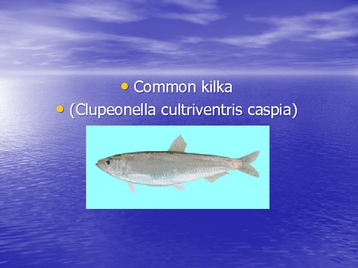  • Common kilka • (Clupeonella cultriventris caspia) 