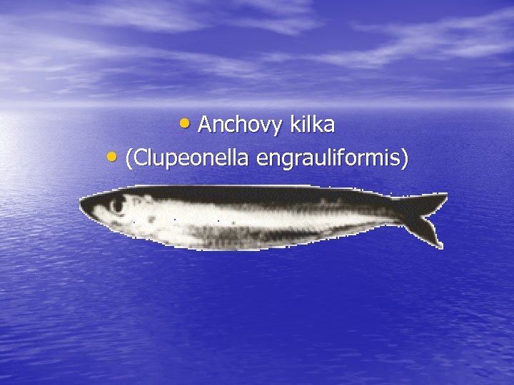  • Anchovy kilka • (Clupeonella engrauliformis) 