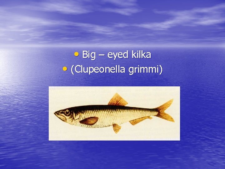  • Big – eyed kilka • (Clupeonella grimmi) 