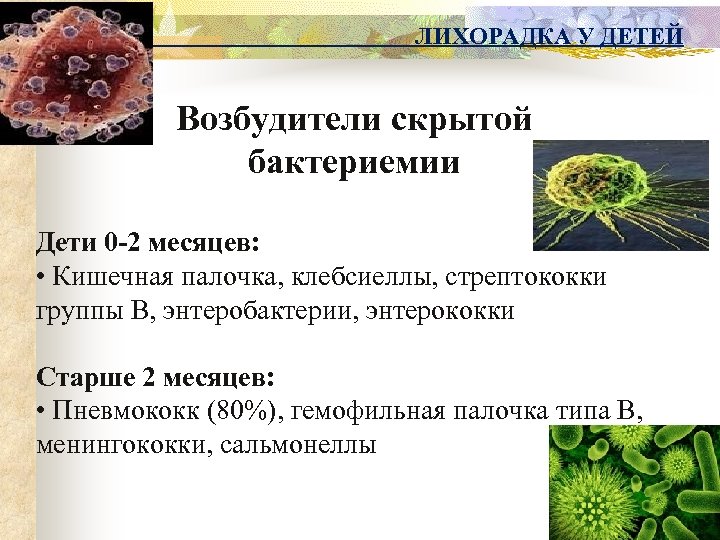 ЛИХОРАДКА У ДЕТЕЙ Возбудители скрытой бактериемии Дети 0 -2 месяцев: • Кишечная палочка, клебсиеллы,
