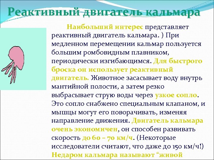 Реактивный двигатель кальмара Наибольший интерес представляет реактивный двигатель кальмара. ) При медленном перемещении кальмар
