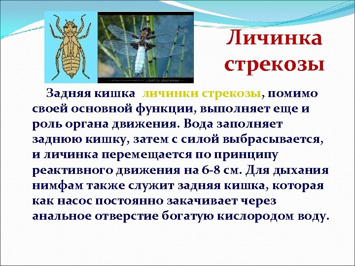 Личинка стрекозы Задняя кишка личинки стрекозы, помимо своей основной функции, выполняет еще и роль