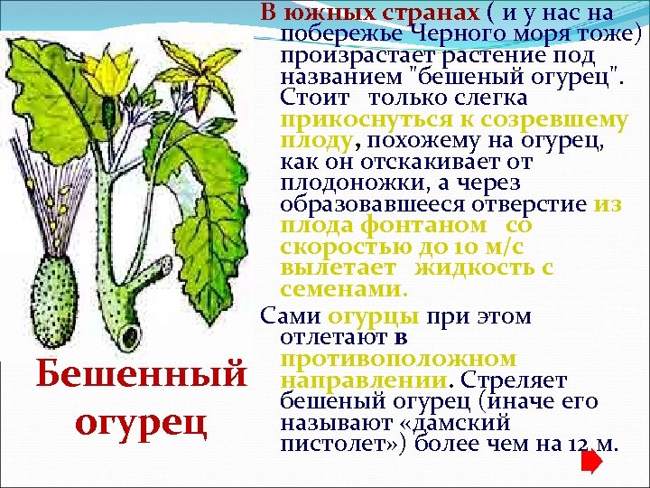 В южных странах ( и у нас на побережье Черного моря тоже) произрастает растение