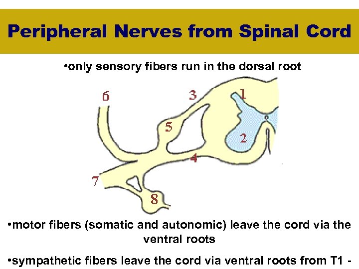 Peripheral Nerves from Spinal Cord • only sensory fibers run in the dorsal root