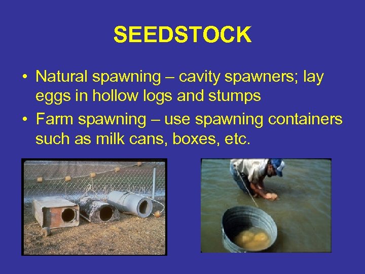 SEEDSTOCK • Natural spawning – cavity spawners; lay eggs in hollow logs and stumps