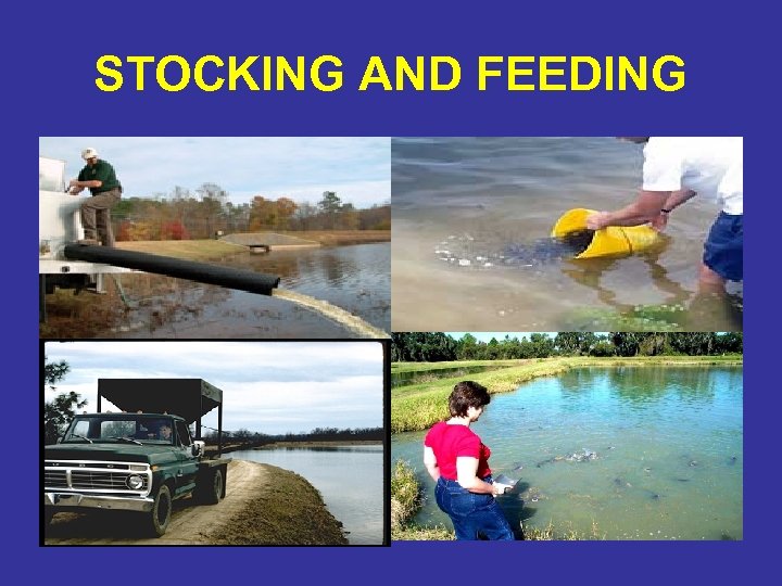 STOCKING AND FEEDING 