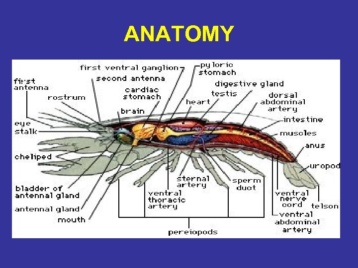 ANATOMY 
