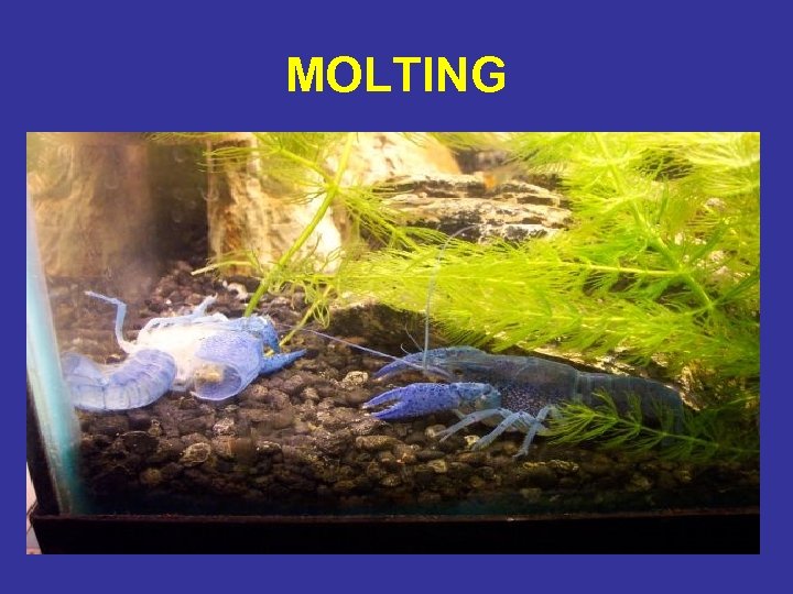 MOLTING 