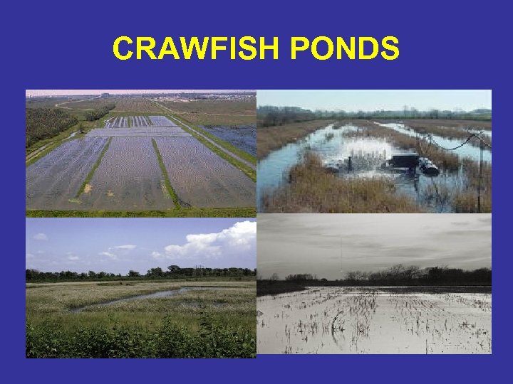 CRAWFISH PONDS 