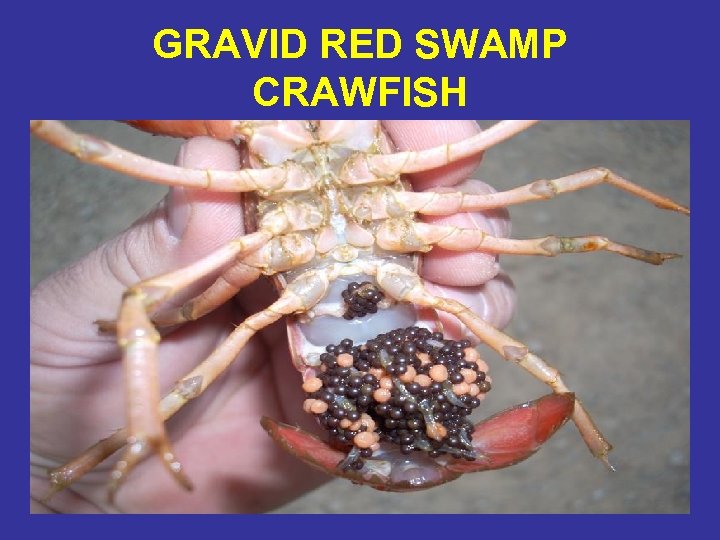 GRAVID RED SWAMP CRAWFISH 