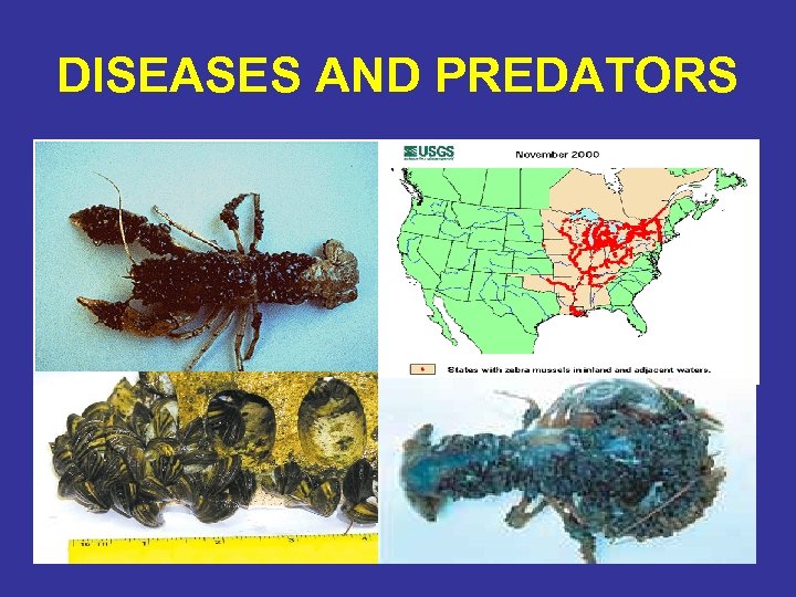 DISEASES AND PREDATORS 