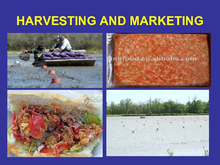 HARVESTING AND MARKETING 