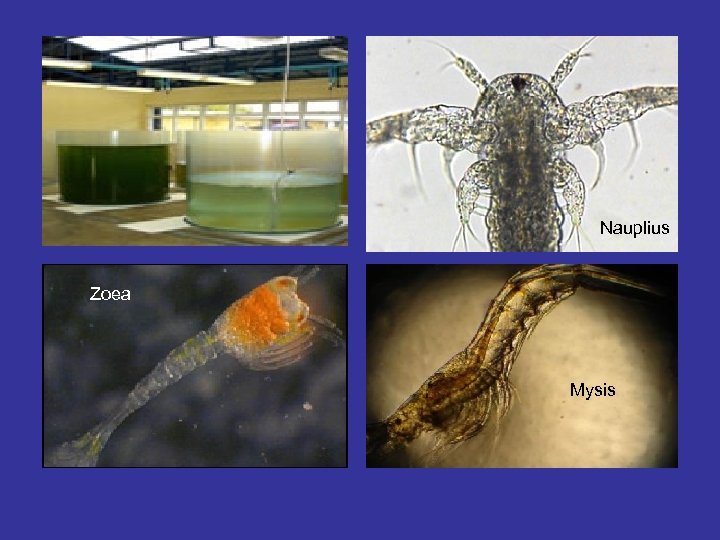 Nauplius Zoea Mysis 