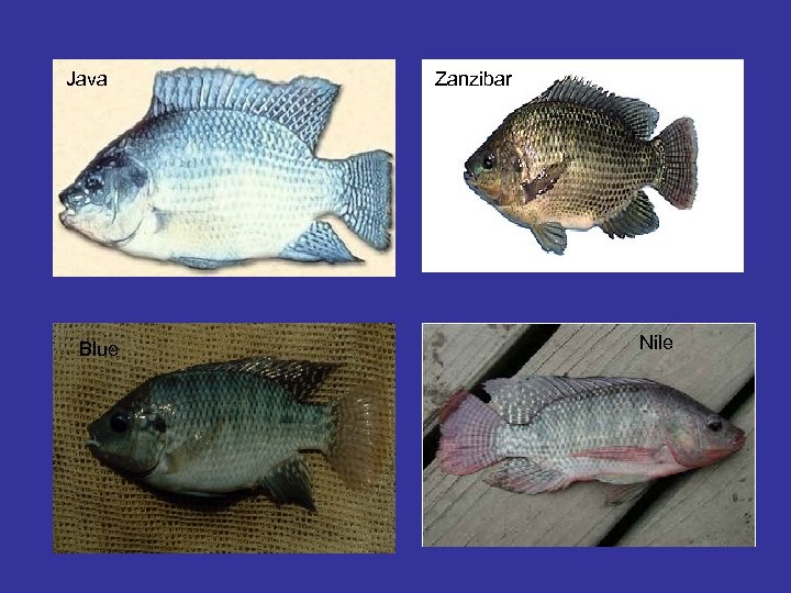 Java Blue Zanzibar Nile 