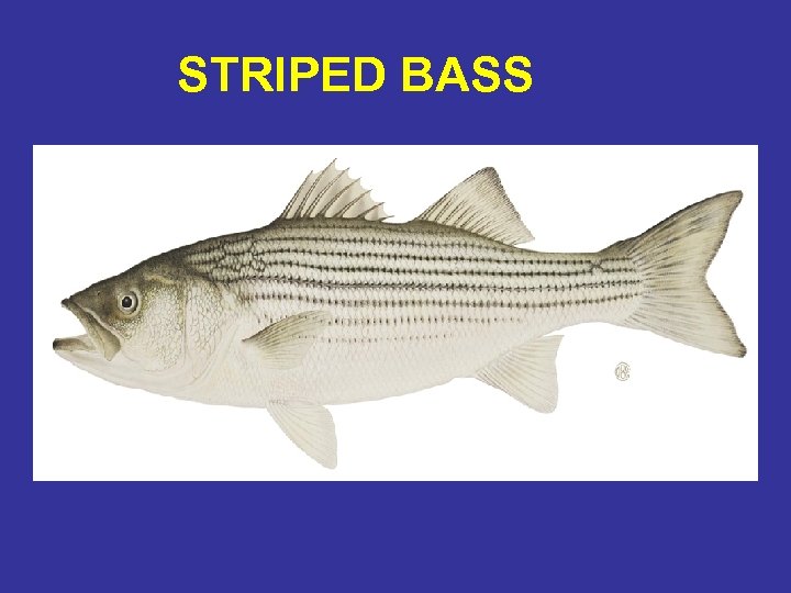 STRIPED BASS 