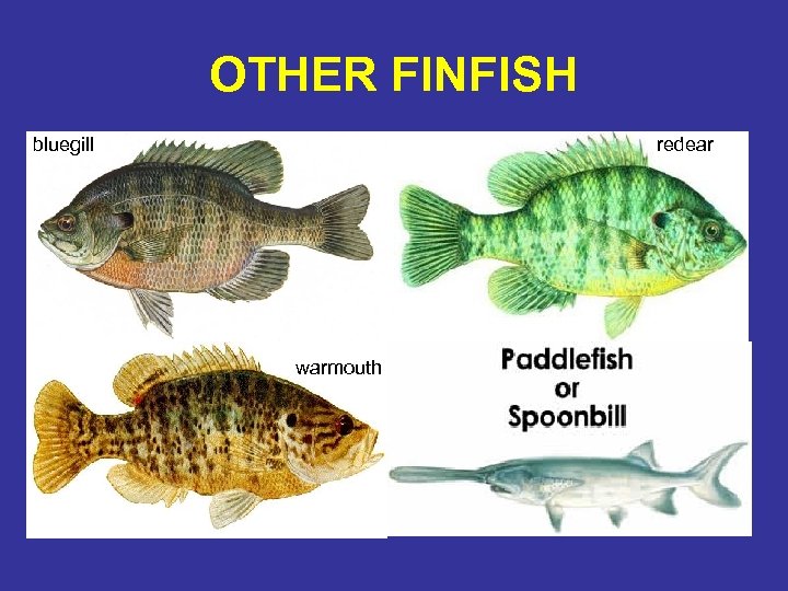 OTHER FINFISH bluegill redear warmouth 