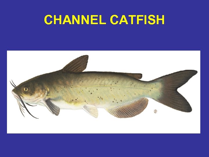 CHANNEL CATFISH 