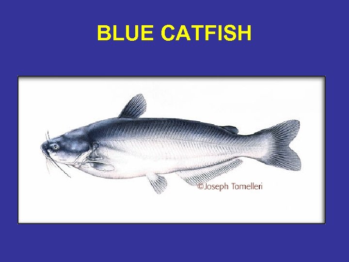BLUE CATFISH 