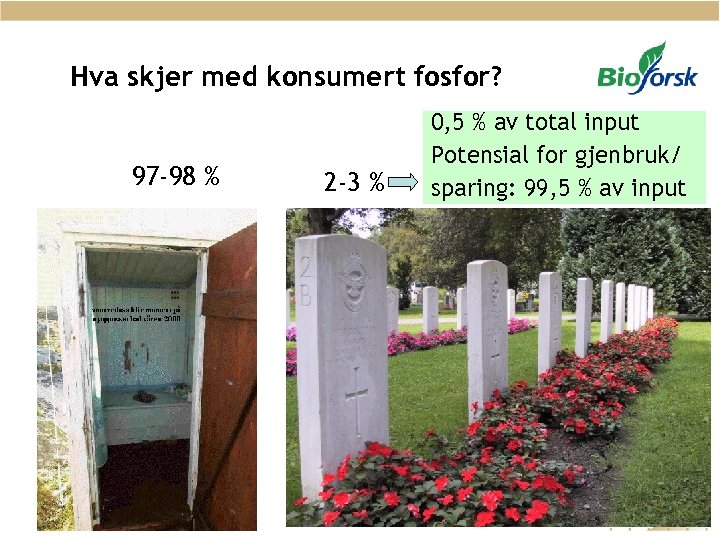 Hva skjer med konsumert fosfor? 97 -98 % 2 -3 % 0, 5 %